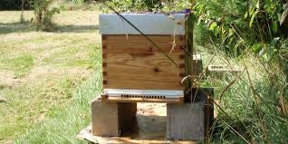 Adopter une ruche - Vous recevrez  10 Pots de 500g (60 000 abeilles)