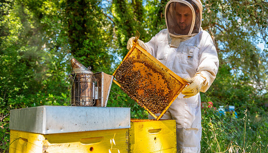 Une ruche - Vous receverez 6 Pots de 500g (40 000 abeilles)