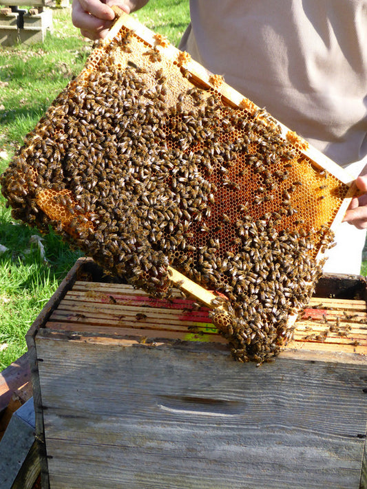 Une ruchette Vous receverez 12 pots de 125g (35 000 abeilles)